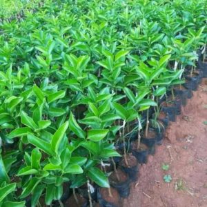 Pixie Seedlings (per seedlings)