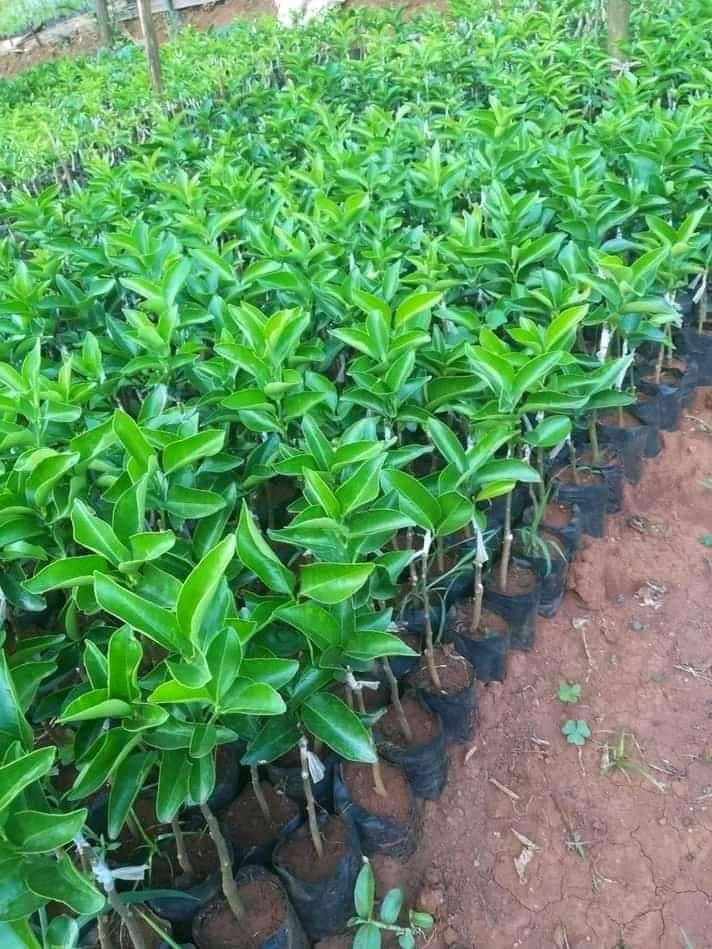 Pixie Seedlings (per seedlings)