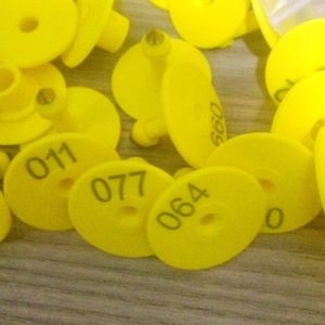 Pig Ear Tags