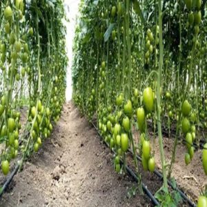 FUSAROCK F1 1000seeds