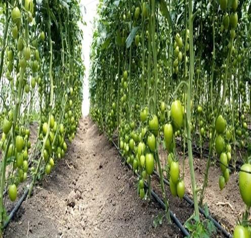 FUSAROCK F1 1000seeds