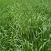 Bracharia Hybrid Grass (500g)