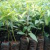Grafted Mangoes seedlings (per seedlings)