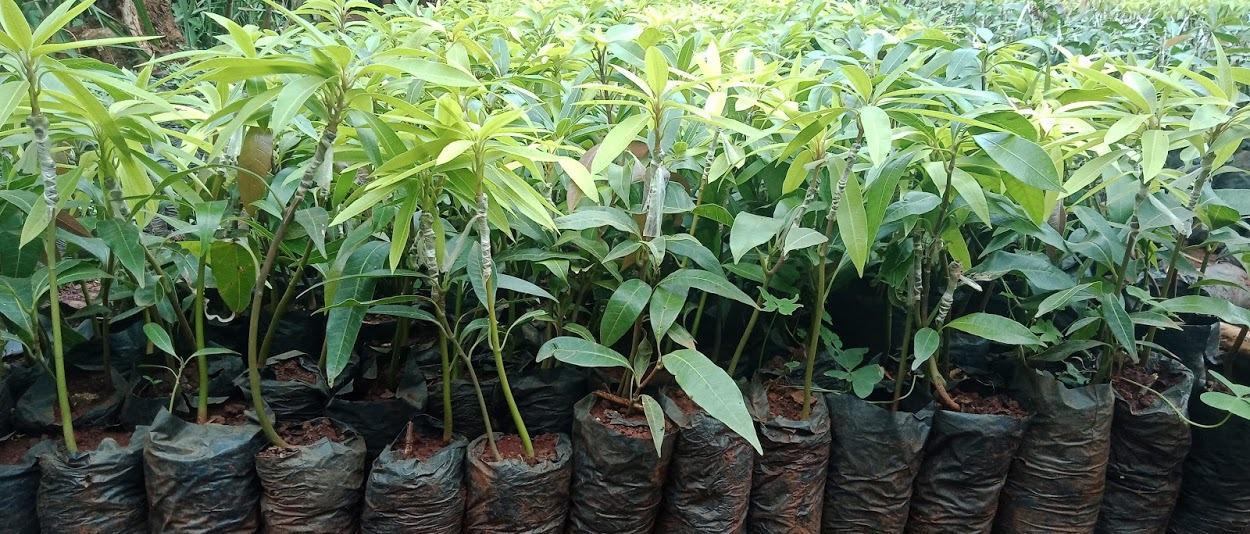Grafted Mangoes seedlings (per seedlings)