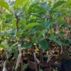 Grafted Apple to Apple Seedlings (per seedlings)