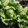 Lettuce Iceberg Seedling Per Seedling