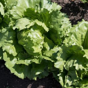 Lettuce Iceberg Seedling Per Seedling