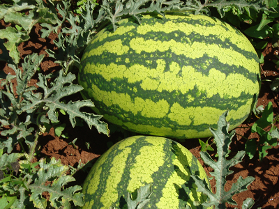 Watermelon Julie (50g)