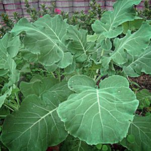 Kale Thousand Headed 12x100g