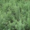 Lucern Alfalfa (1kg)