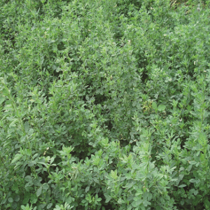 Lucern Alfalfa (1kg)