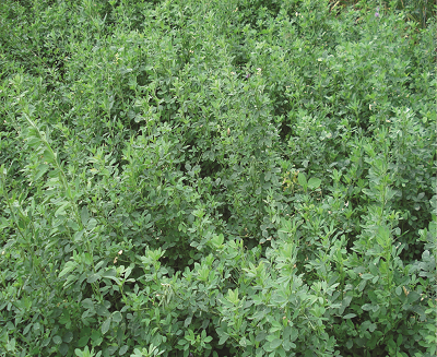 Lucern Alfalfa (1kg)