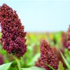 serena sorghum (2kg)