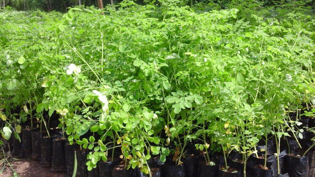 Moringa Seedlings (per seedlings)
