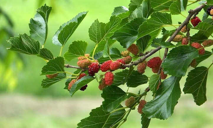 Berry-Mulberry Seedling Per Seedling