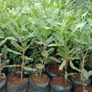 Grafted Macadamia Nuts Seedlings (per seedlings)