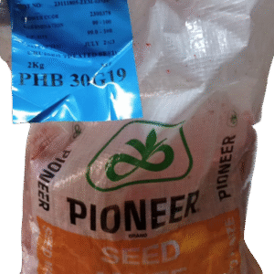 Pioneer PHB 30G19 Maize Seeds 2kg