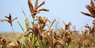 finger millet (2kg)
