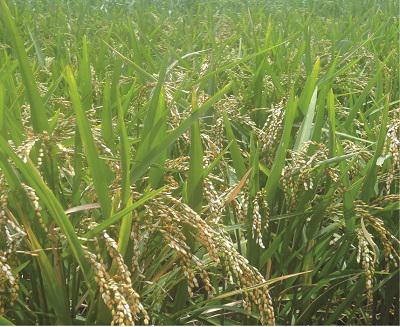 Nerica Rice 10 (2Kg)