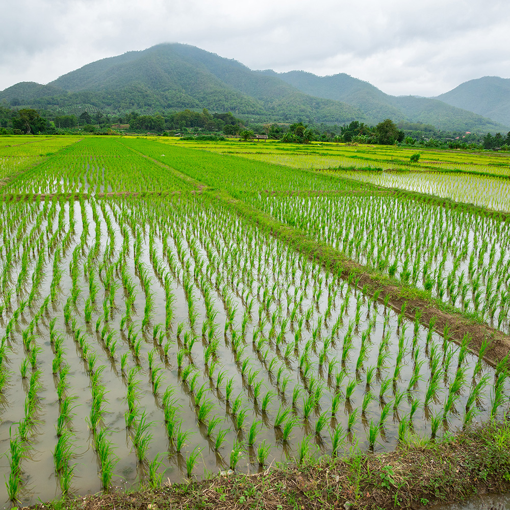 Topshot 60 OD - Image 4