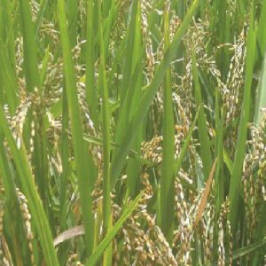 Nerica Rice 4 (2kg)
