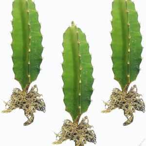 Dragon Fruit Red Rooted Cutting (per cutting)