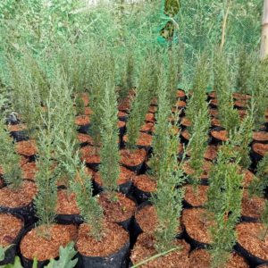 Italian Cypress (per seedlings)
