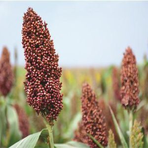 Seredo Sorghum (2Kg)
