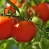 Tomato Nemador 48x25g
