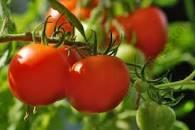 Tomato Nemador 48x25g