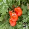 Tomato Roma VF (True to Type)24x50g