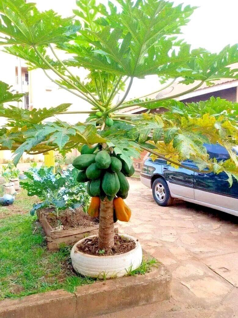 Vega F1 Papaya – 10 Seeds
