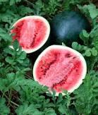 Watermelon Sugar Baby 48x50g