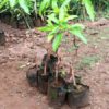 Mangoes Seedlings (per seedlings)