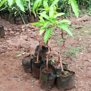 Mangoes Seedlings (per seedlings)