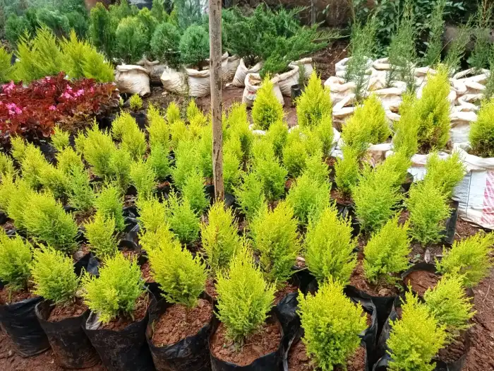 lemon cypress (per seedling)