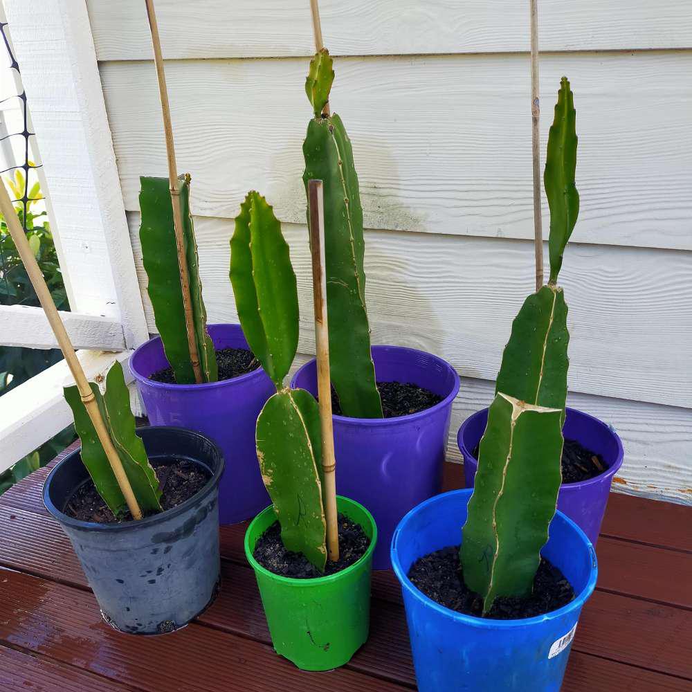 Dragon Fruit White Rooted Cutting (per cutting)