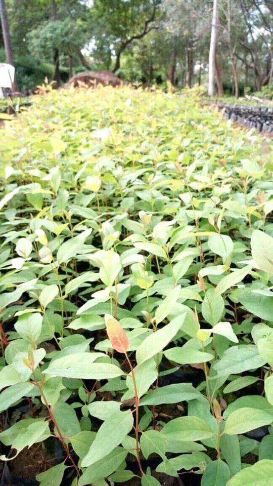 Zambarau Seedlings (per seedlings)