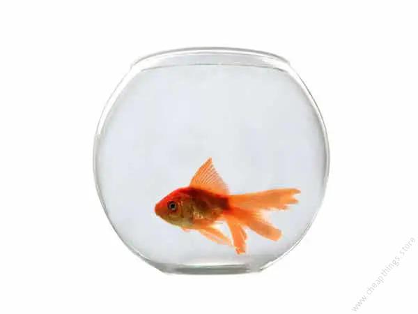 Chic Fish Bowl Yg-175 1pc
