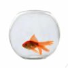 Chic Fish Bowl Yg-300 1pc