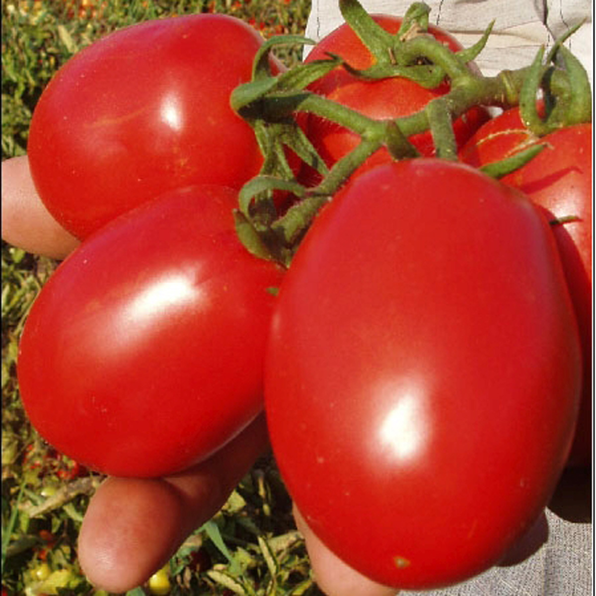 Big rock F1 Tomatoes