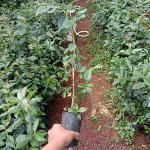 Cherry/Sweet Guava (per seedlings)