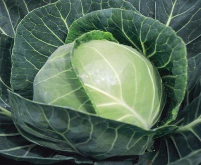 Copenhagen Market (10g)