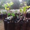 Grafted Nut Seedlings (per seedlings)
