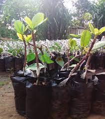 Grafted Nut Seedlings (per seedlings)