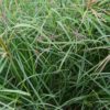 Rhodes Grass Katambora (1kg)