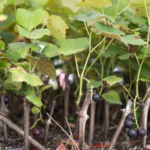 Grapes table/Wine Seedlings (per seedlings)