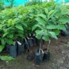 Custard Apple Seedlings (per seedlings)