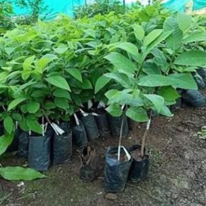 Custard Apple Seedlings (per seedlings)
