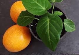 Sweet Granadila Seedlings (per seedlings)